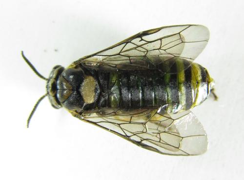 Gilpinia hercyniae