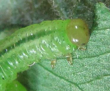 Euura myosotidis