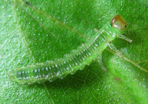 Arge dimidiata