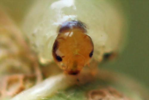 Caliroa annulipes