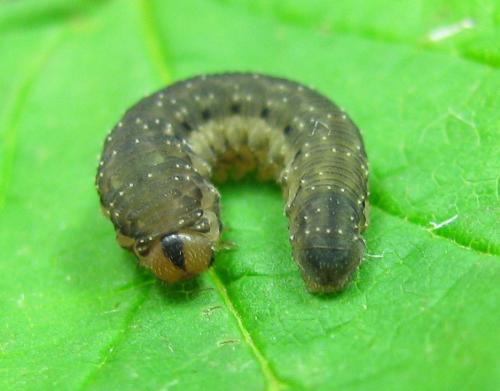Réf. 220 721 : Empria pumila