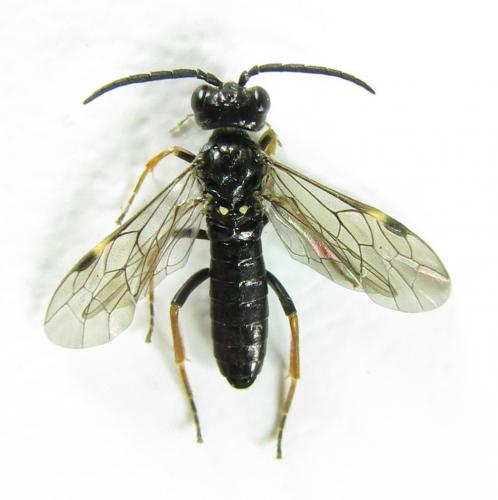 Emphytus cinctus