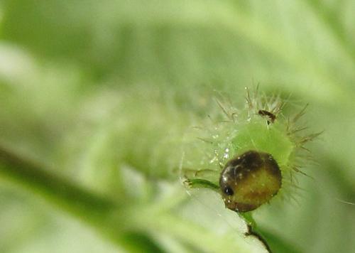 Claremontia alternipes