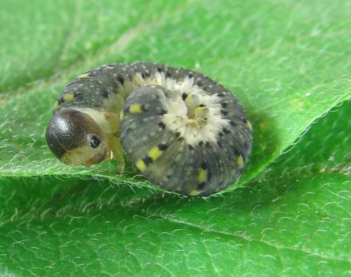 Abia mutica