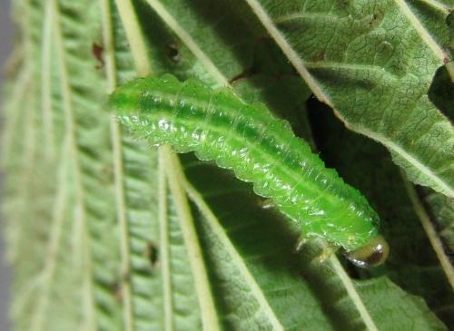 Réf. 220 374 : Arge ciliaris