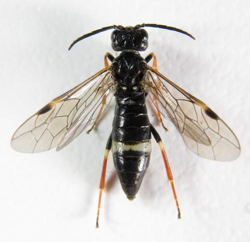 Emphytus cinctus