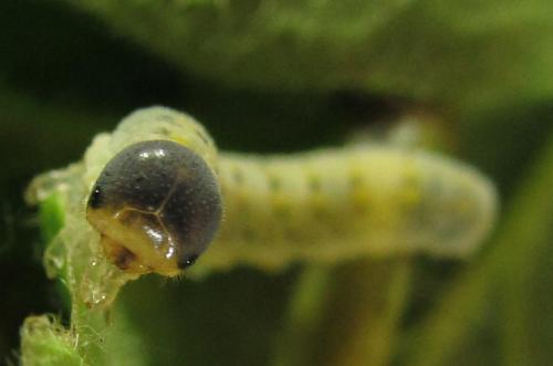 Abia mutica