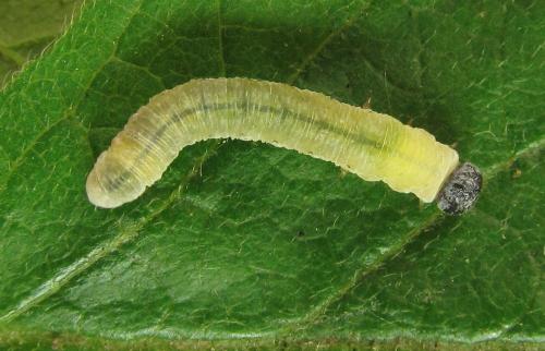 Abia mutica
