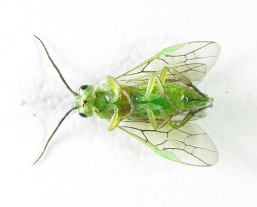 Euura poecilonota