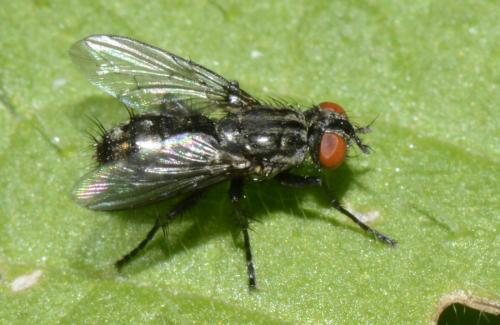 Sarcophaga sp.