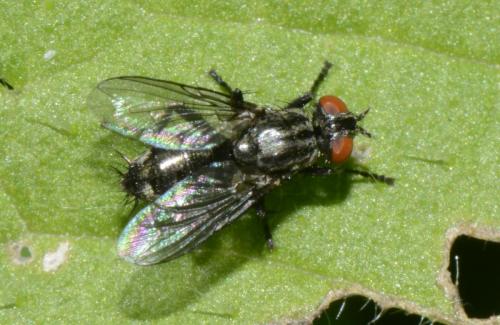 Sarcophaga sp.