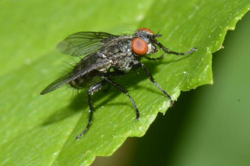 Sarcophaga sp.