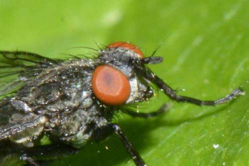 Sarcophaga sp.