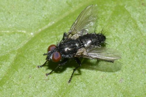 Sarcophaga sp.