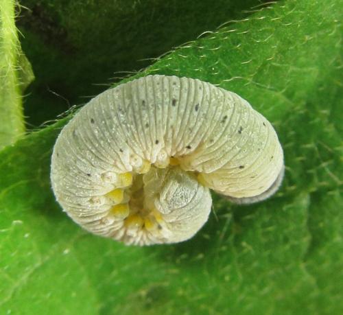 Abia fasciata
