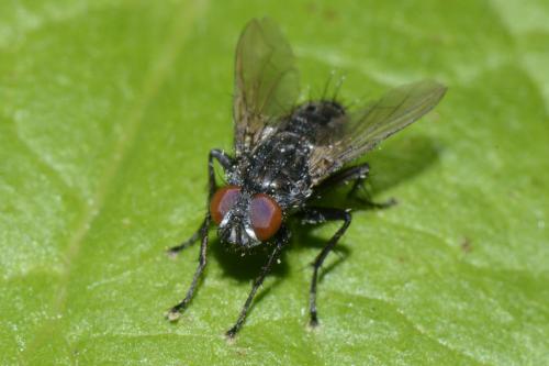 Sarcophaga sp.