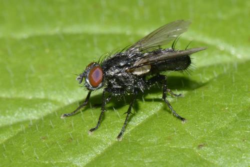 Sarcophaga sp.