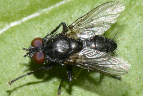 Sarcophaga sp.