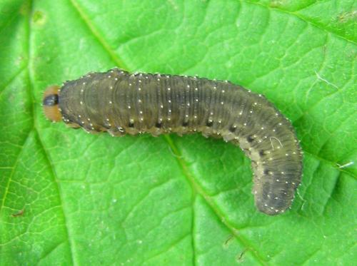 Empria pumila