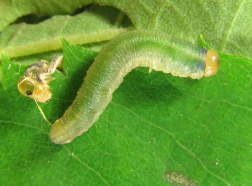 Emphytus cinctus