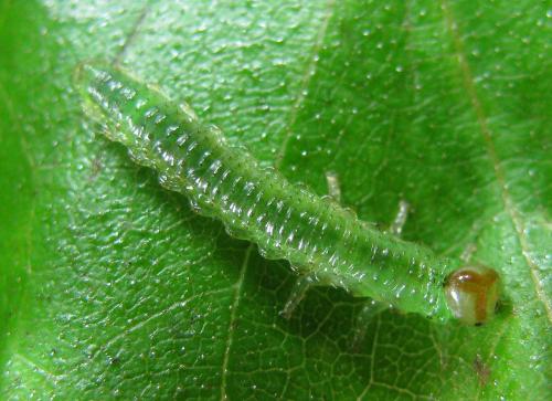 Réf. 220 590 : Arge dimidiata