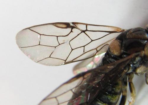 Gilpinia hercyniae