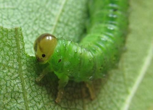 Réf. 220 092 : Arge ustulata