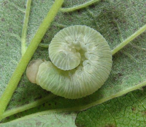 Taxonus agrorum