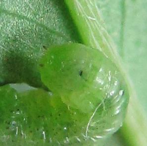 Euura myosotidis