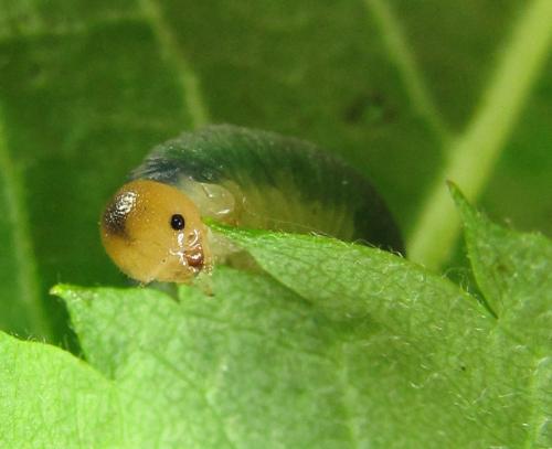 Emphytus cinctus