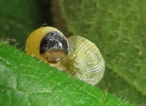 Abia mutica