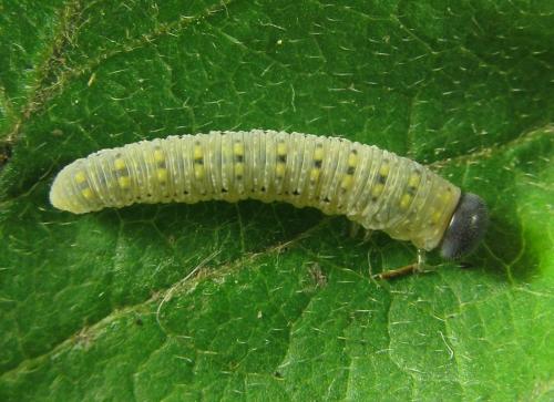 Abia mutica