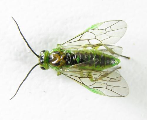 Réf. 220 038 : Euura poecilonota