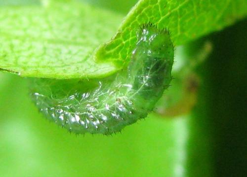 Arge dimidiata