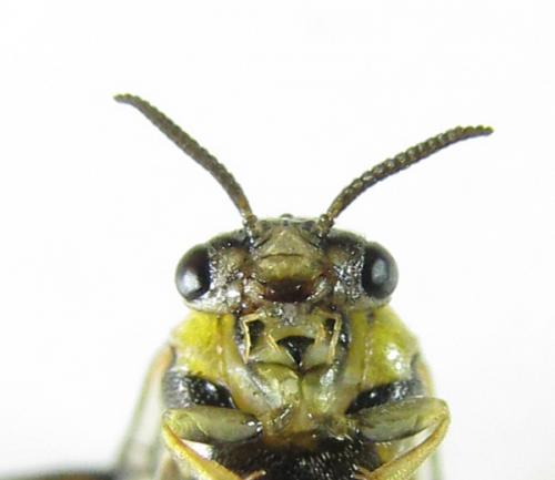 Gilpinia hercyniae