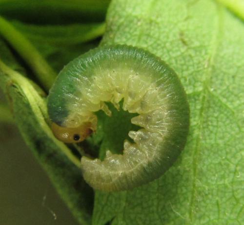 Emphytus cinctus