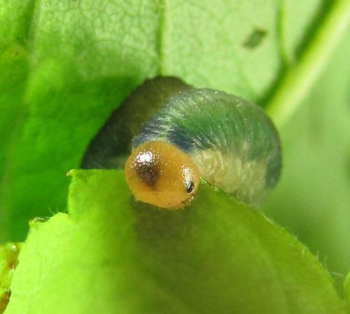 Emphytus cinctus