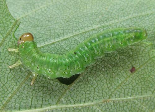 Réf. 220 090 : Arge ustulata