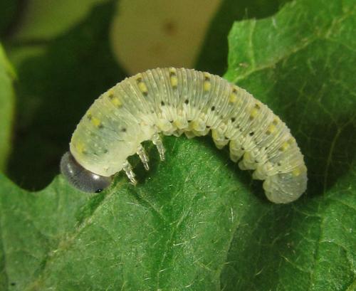 Abia mutica