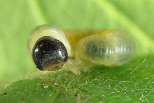 Abia fasciata