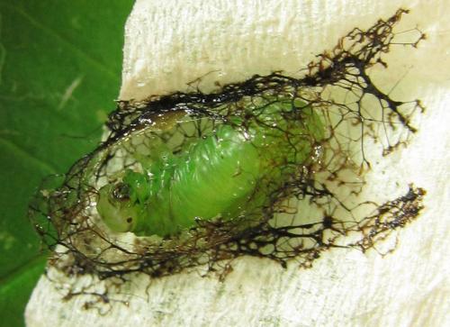 Euura poecilonota