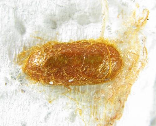 Gilpinia hercyniae