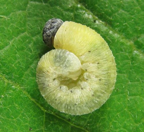 Abia mutica