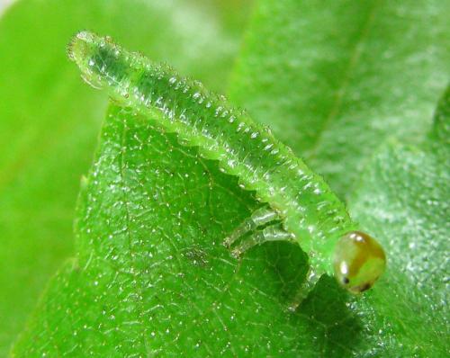 Réf. 220 592 : Arge dimidiata