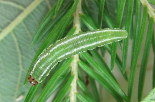 Gilpinia hercyniae