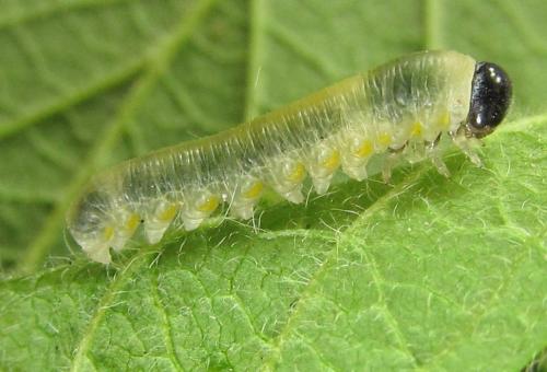 Abia fasciata