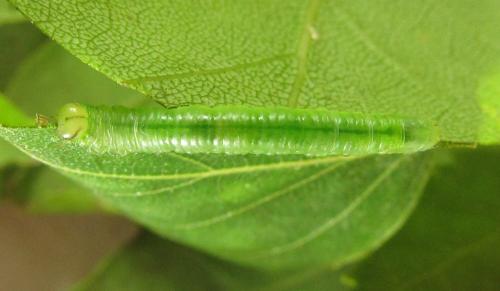 Euura poecilonota