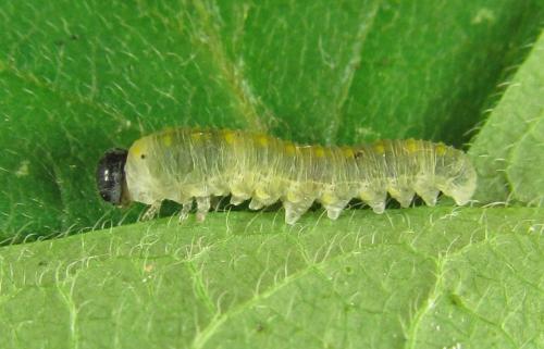 Abia mutica