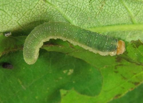 Emphytus cinctus