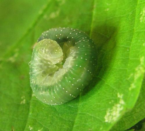 Emphytus cinctus